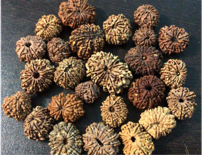 Nepali Natural 1 to 21 Real Rudraksh Mukhar
